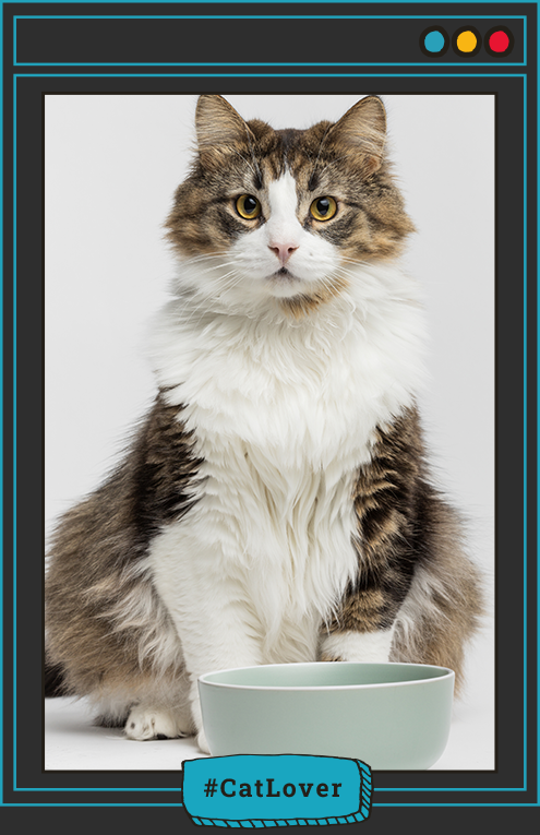 Atún para gatos y salud urinaria